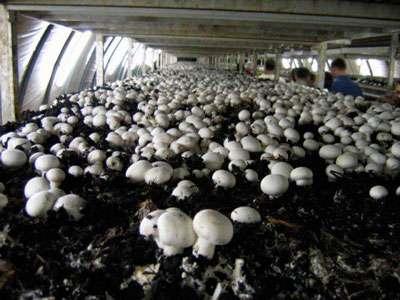 Работник грибной фермы